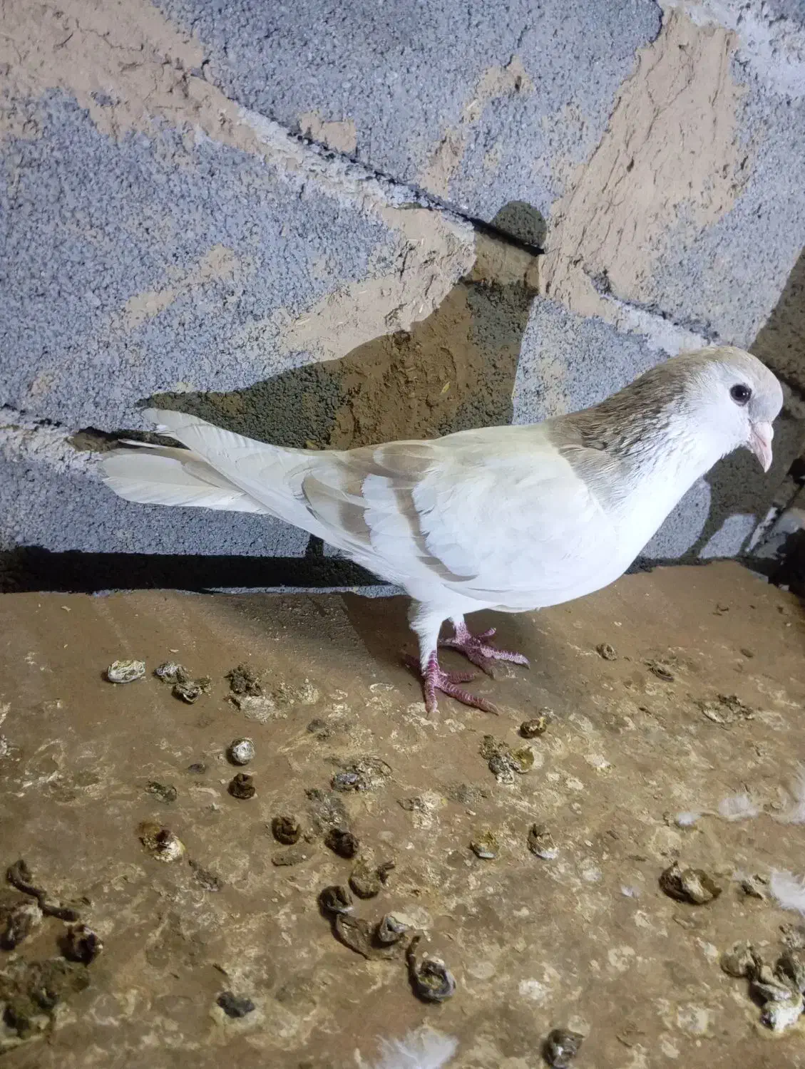 کفترساده لای|پرنده|شیروان (خراسان), |دیوار