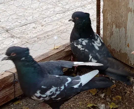 کبوتر رنگی|پرنده|شاهین‌شهر, شهرک گلدیس|دیوار