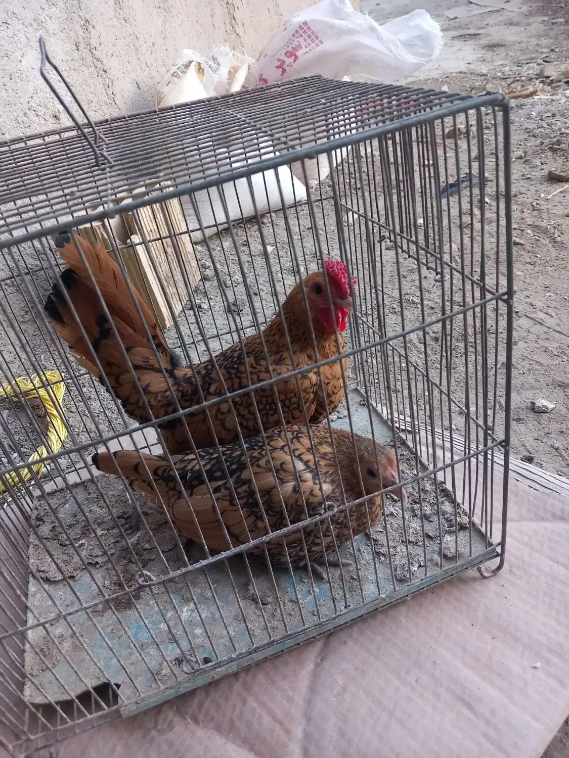 مرغ خروس مینیاتوری سیبرایت|حیوانات مزرعه|لالجین, |دیوار