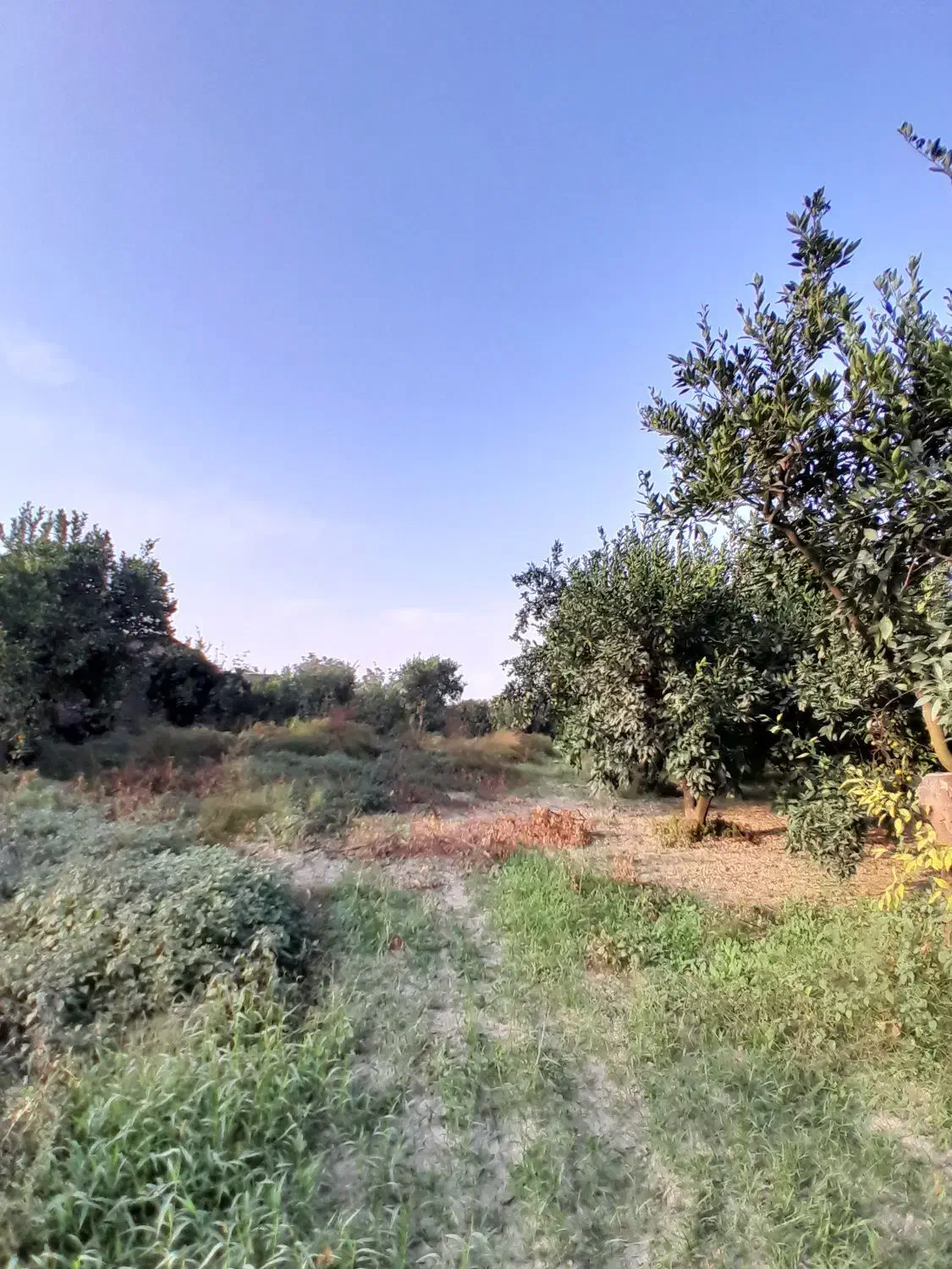 فروش ۲قطعه زمین ۲۵۰و۲۱۰متری چسبیده به بافت|فروش زمین و ملک کلنگی|نوکنده, |دیوار