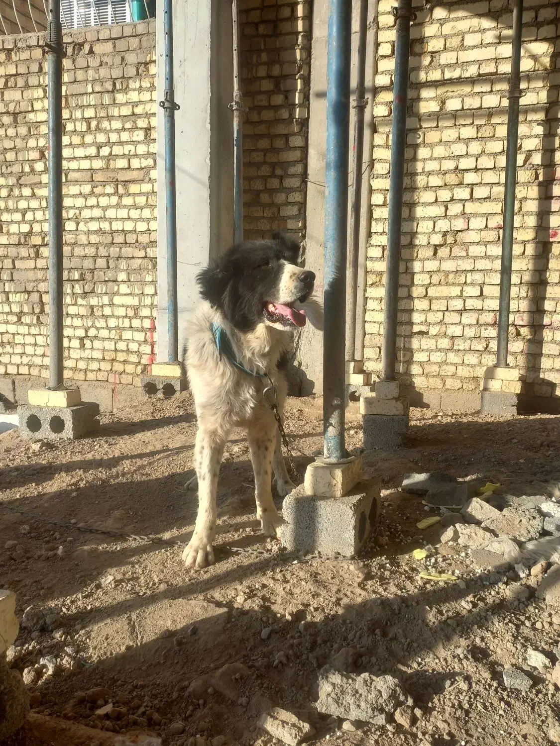 سگ قدرجونی نر|سگ|خمینیشهر, |دیوار