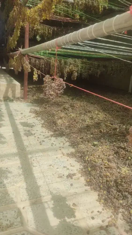 کشمش محلی درجه یک|خوردنی و آشامیدنی|دهگلان, |دیوار