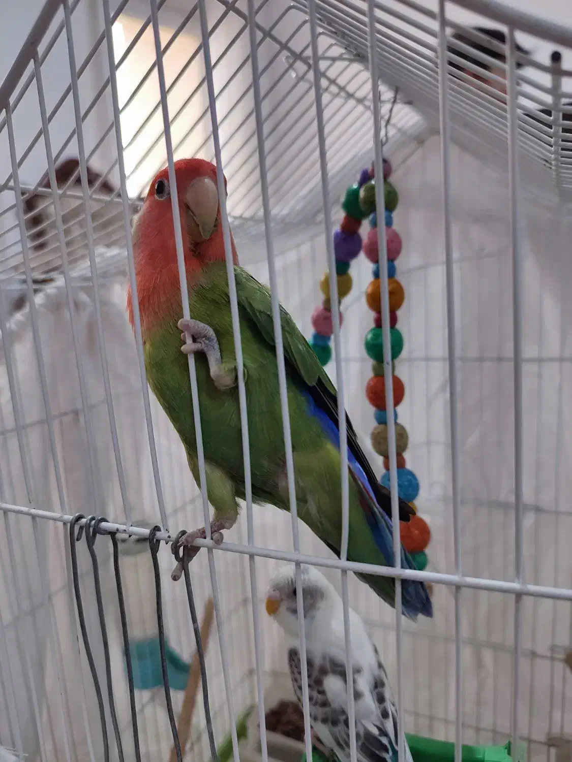 طوطی برزیلی و مرغ عشق|پرنده|پیشوا, |دیوار