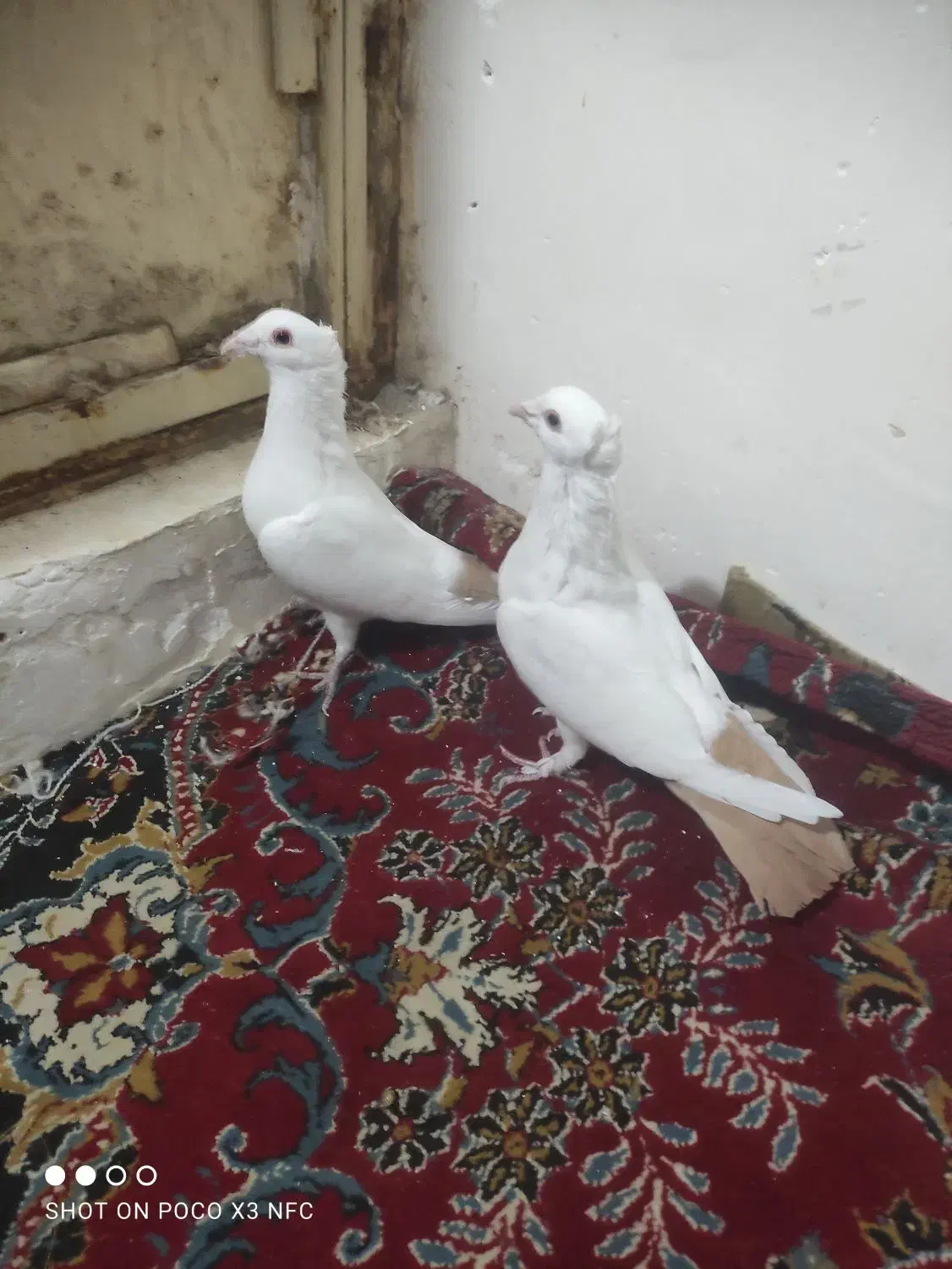 دم زرد کرمونی کاکولی دم سرخ|پرنده|تربت‌حیدریه, حسنی بالا|دیوار