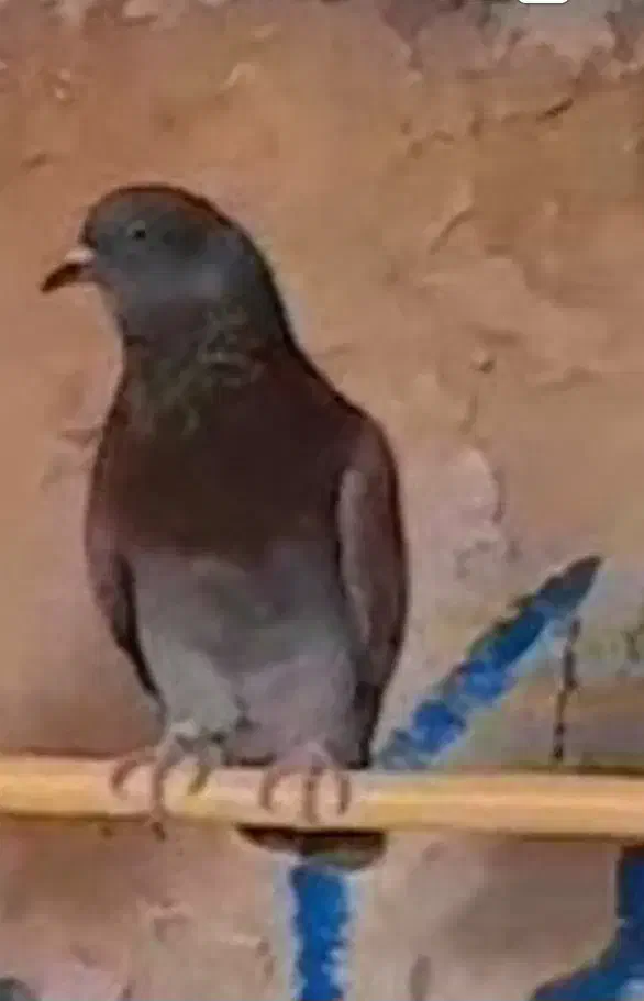 کفتر گم شده|پرنده|کاشان, مشکات|دیوار