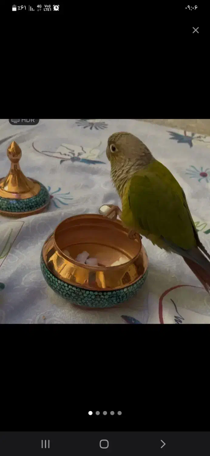 طوطی گیرینچیک دستی بانمک سخنگو|پرنده|تفت, |دیوار