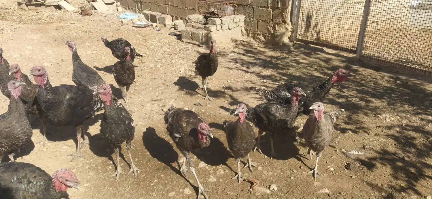 بوقلمون محلی|حیوانات مزرعه|مرودشت, رامجرد یک|دیوار