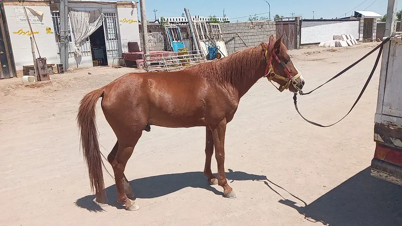 سلام کردتاخت ویورقه|اسب و تجهیزات اسب‌سواری|بیرجند, |دیوار