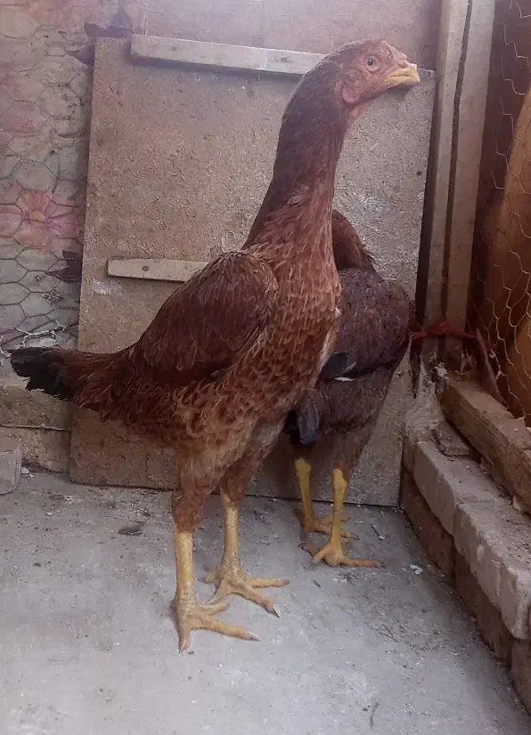 لاری اصیل شامو|حیوانات مزرعه|میاندوآب, |دیوار