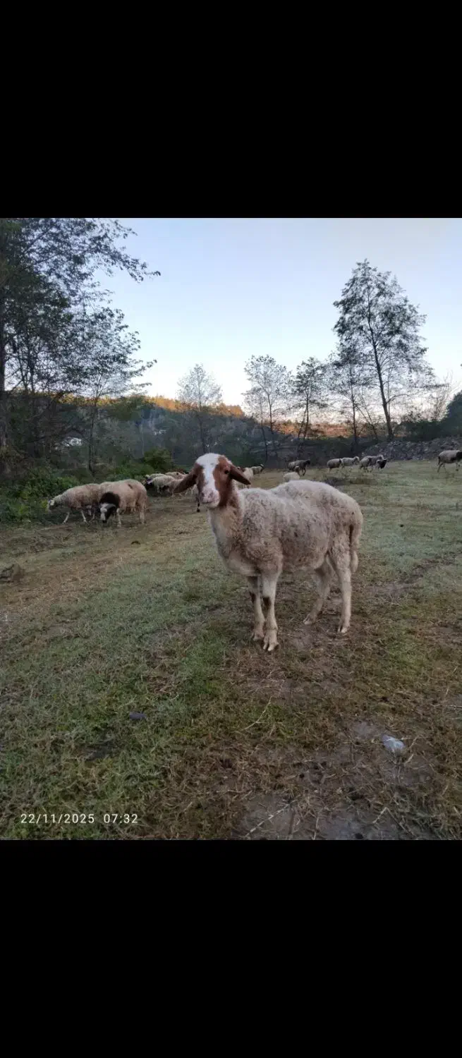 گوسفند نر|حیوانات مزرعه|املش, |دیوار