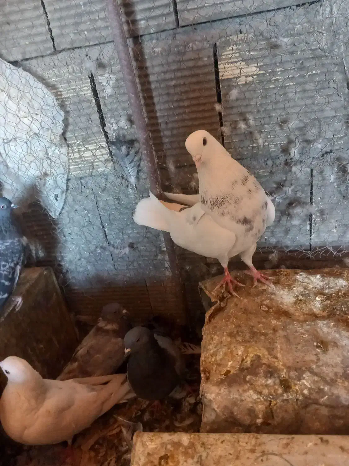 سلام یک جفت پرشی|پرنده|فولادشهر, فولادشهر|دیوار