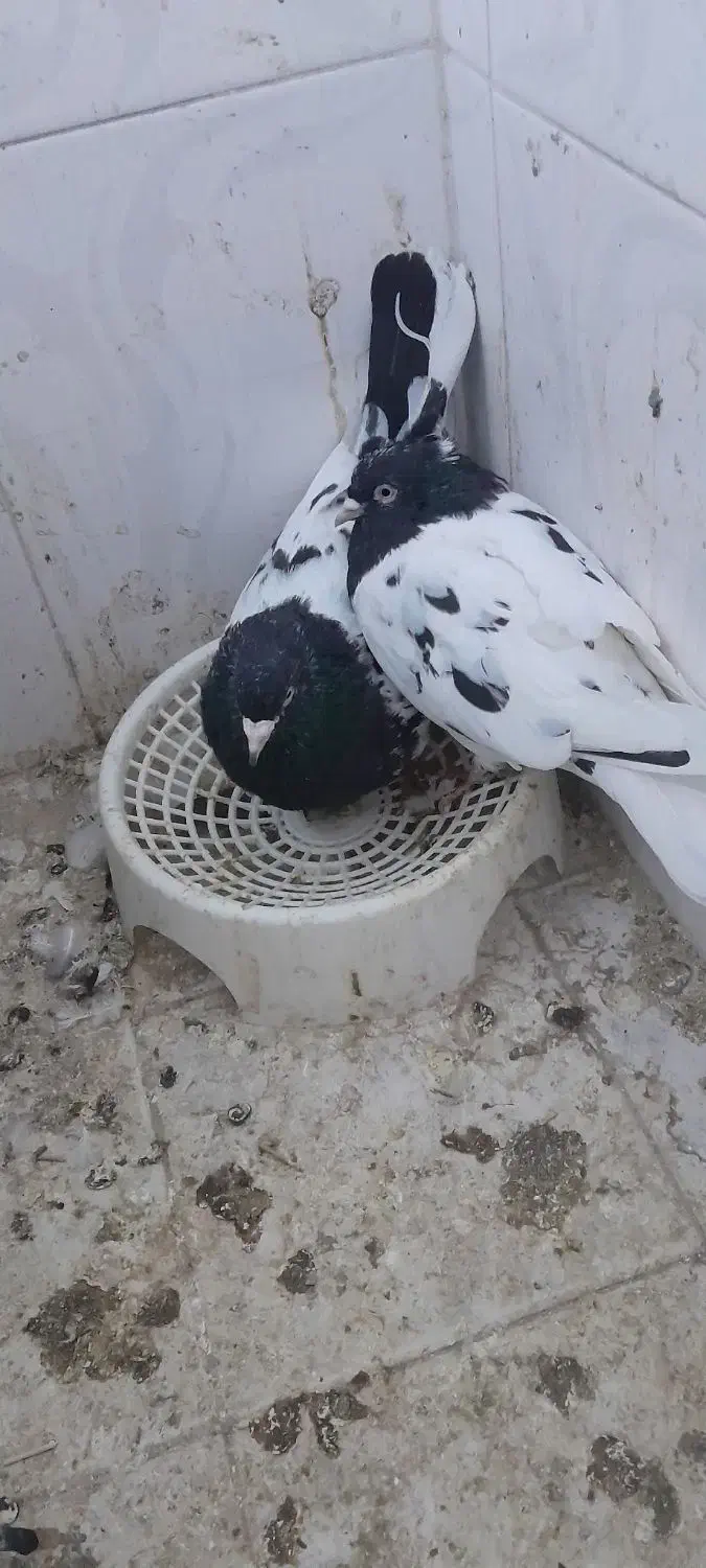 کفتر|پرنده|سبزوار, امام خمینی (ناوی)|دیوار