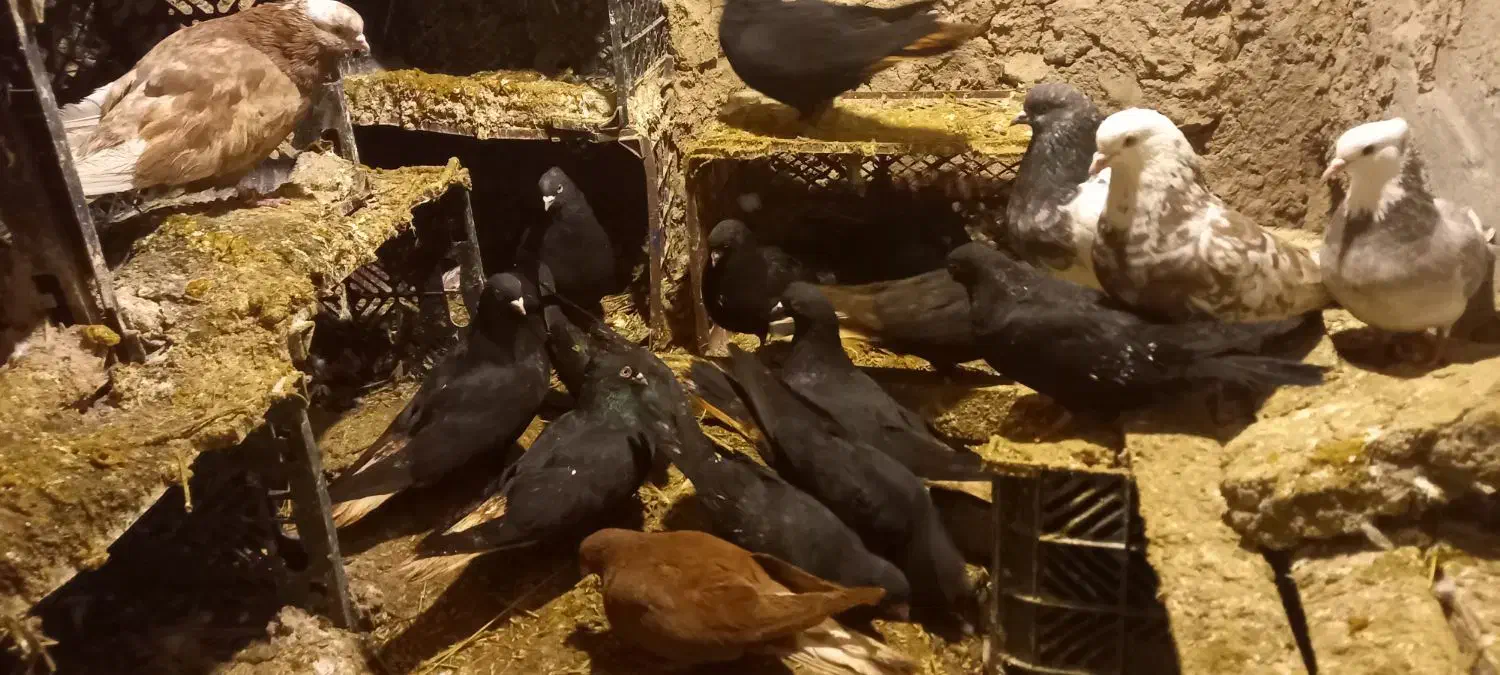 کبوتر|پرنده|ملکان, |دیوار