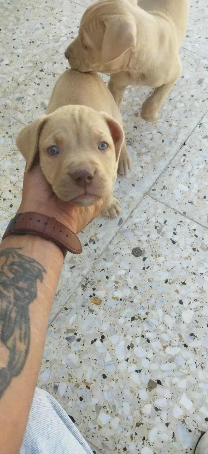 سگ پیتبول|سگ|شیراز, ستارخان|دیوار