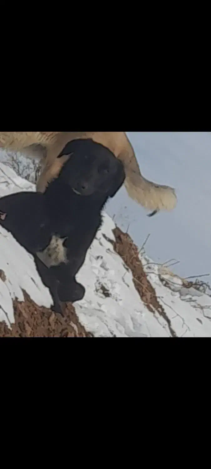 سگ .|سگ|سردرود, |دیوار