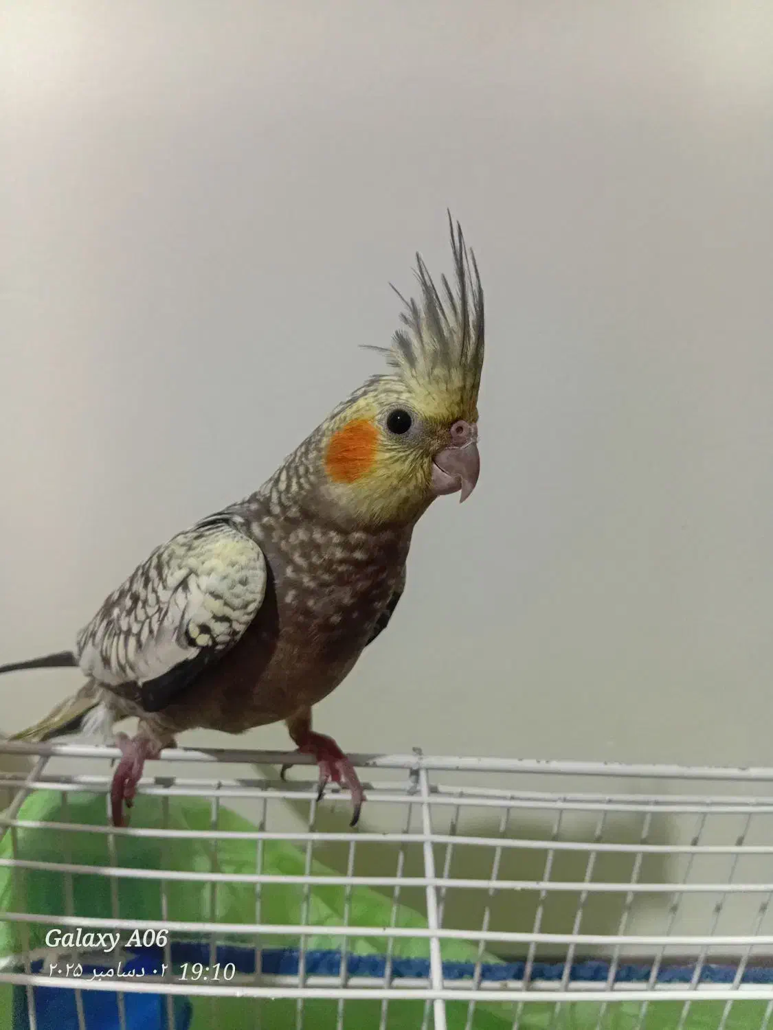 جوجه|پرنده|خوانسار, |دیوار