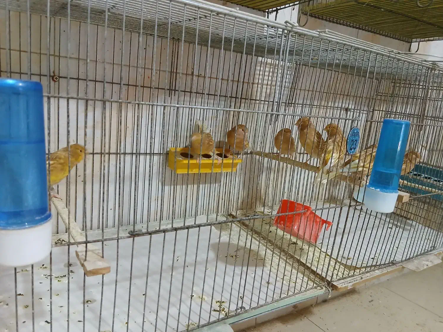 تعدادی قناری فائو|پرنده|میانه, |دیوار