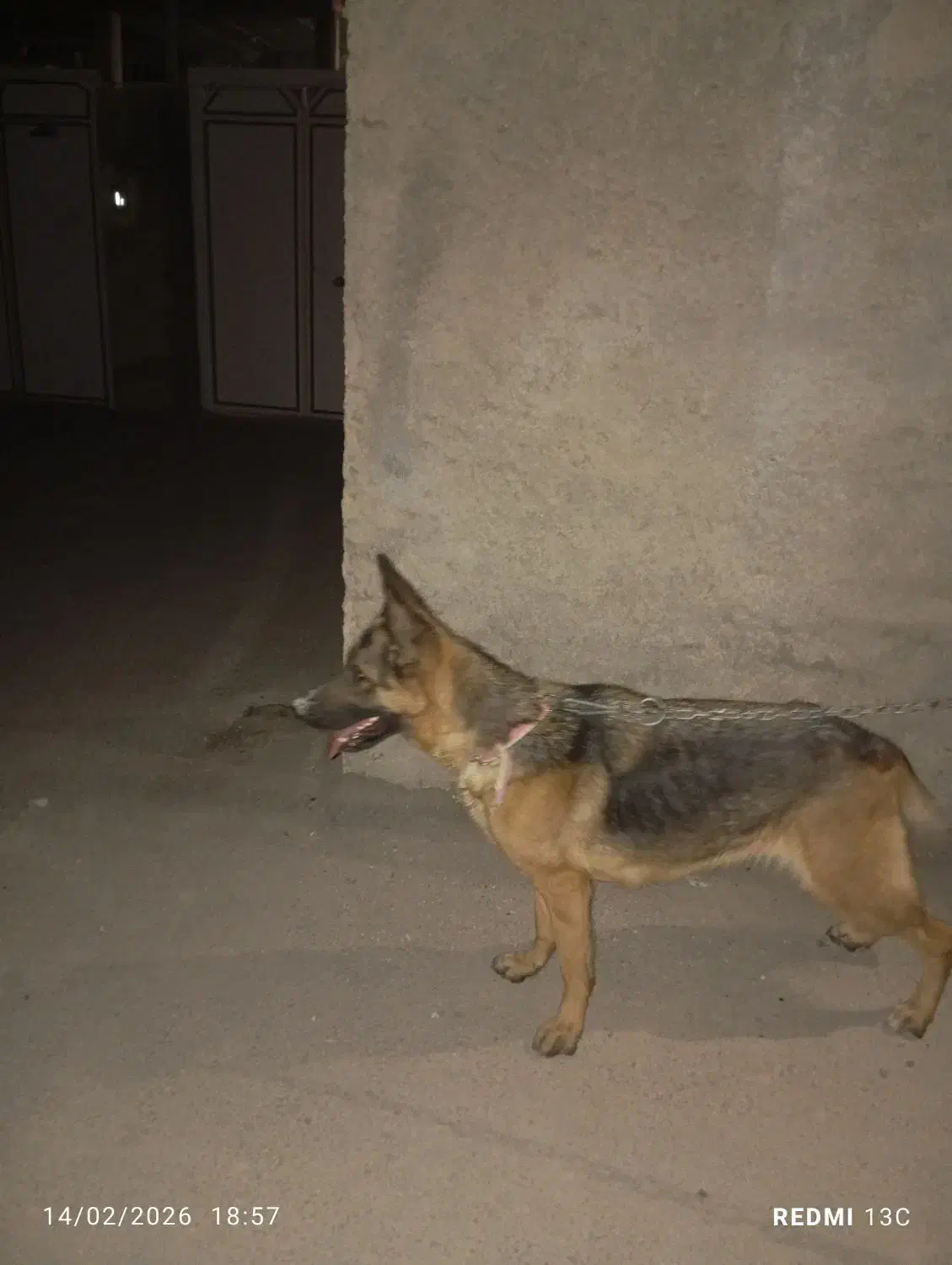 سگ چرمن ژپر|سگ|فیروزآباد (فارس), |دیوار