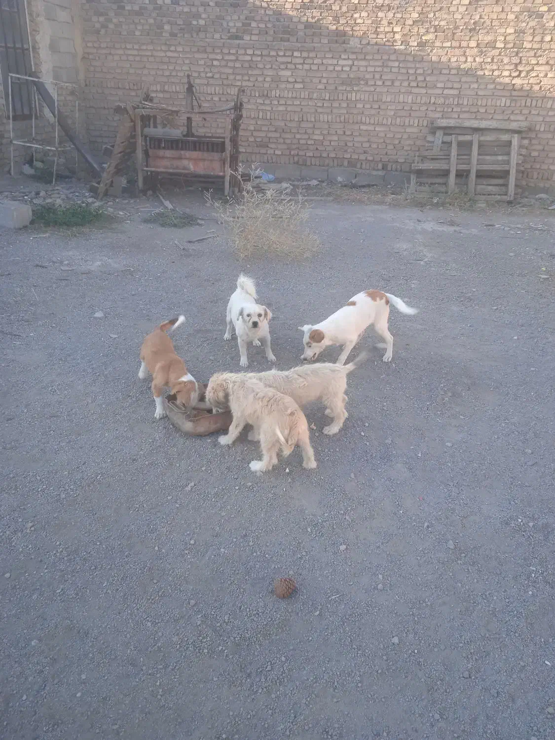 سگ پاکوتاه نژاد شیتزو و شیتزو تریر|سگ|مرند, |دیوار