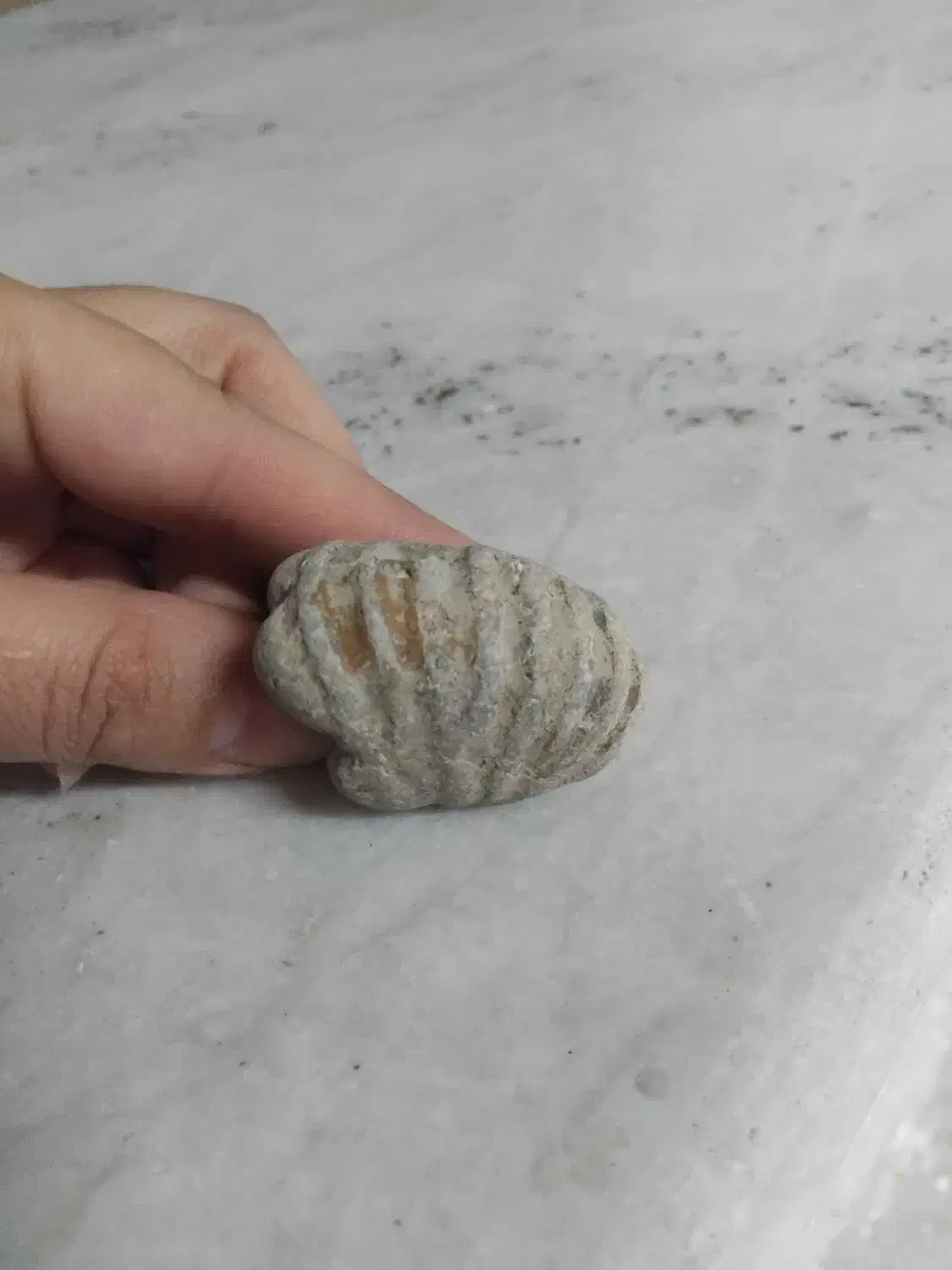 سنگ فسیل|کلکسیون اشیاء عتیقه|مشهد, استاد یوسفی (شهرک غرب)|دیوار