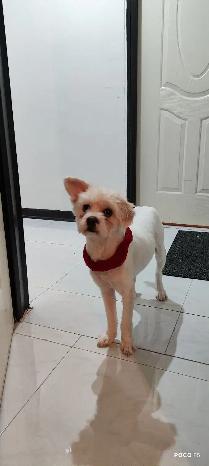 واگزاری ویکی سگ نریکساله|سگ|پردیس, فاز ۵|دیوار