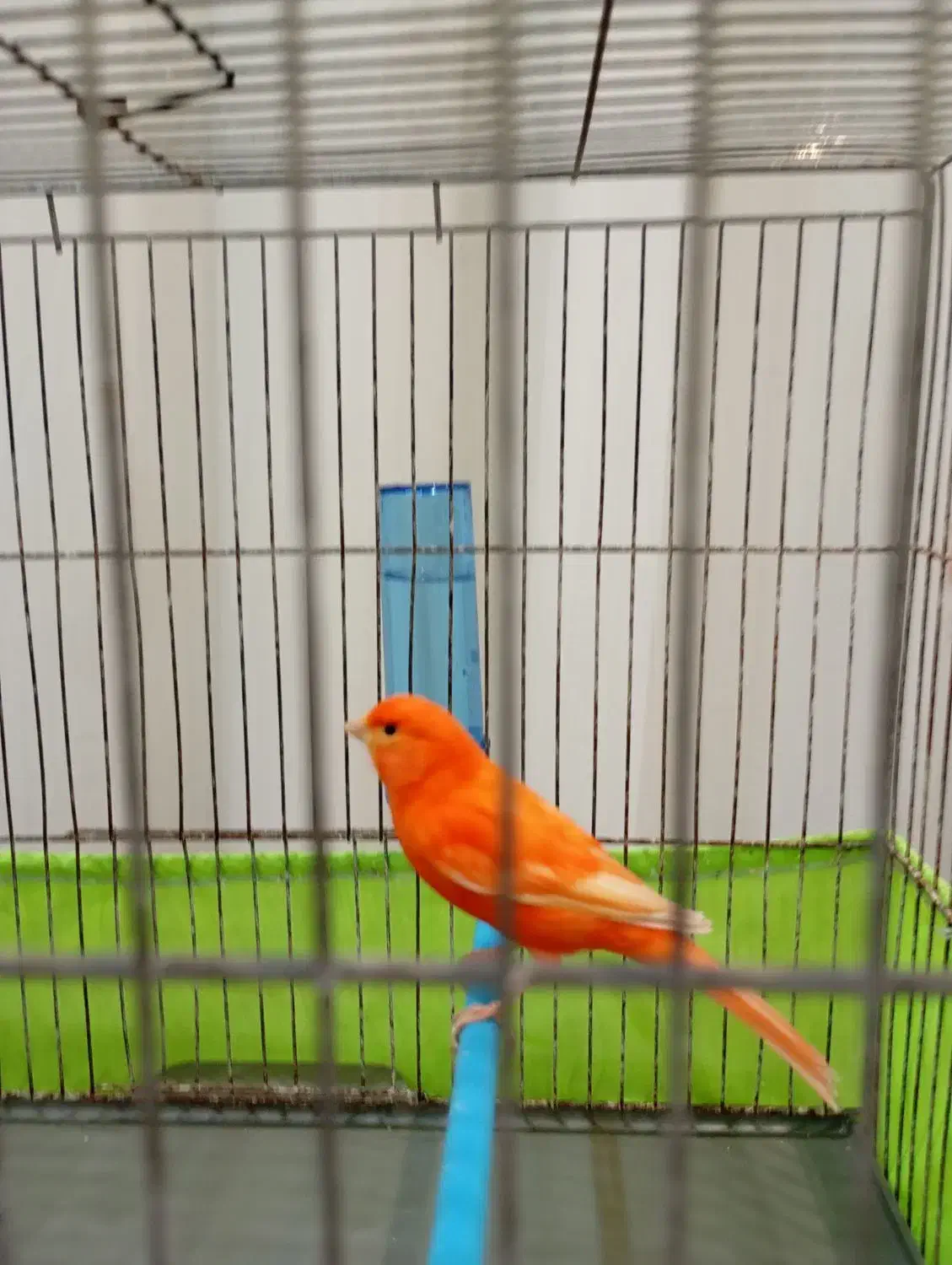 قناری ردفاکتوروفنچ گلدین|پرنده|فردیس, منظریه|دیوار