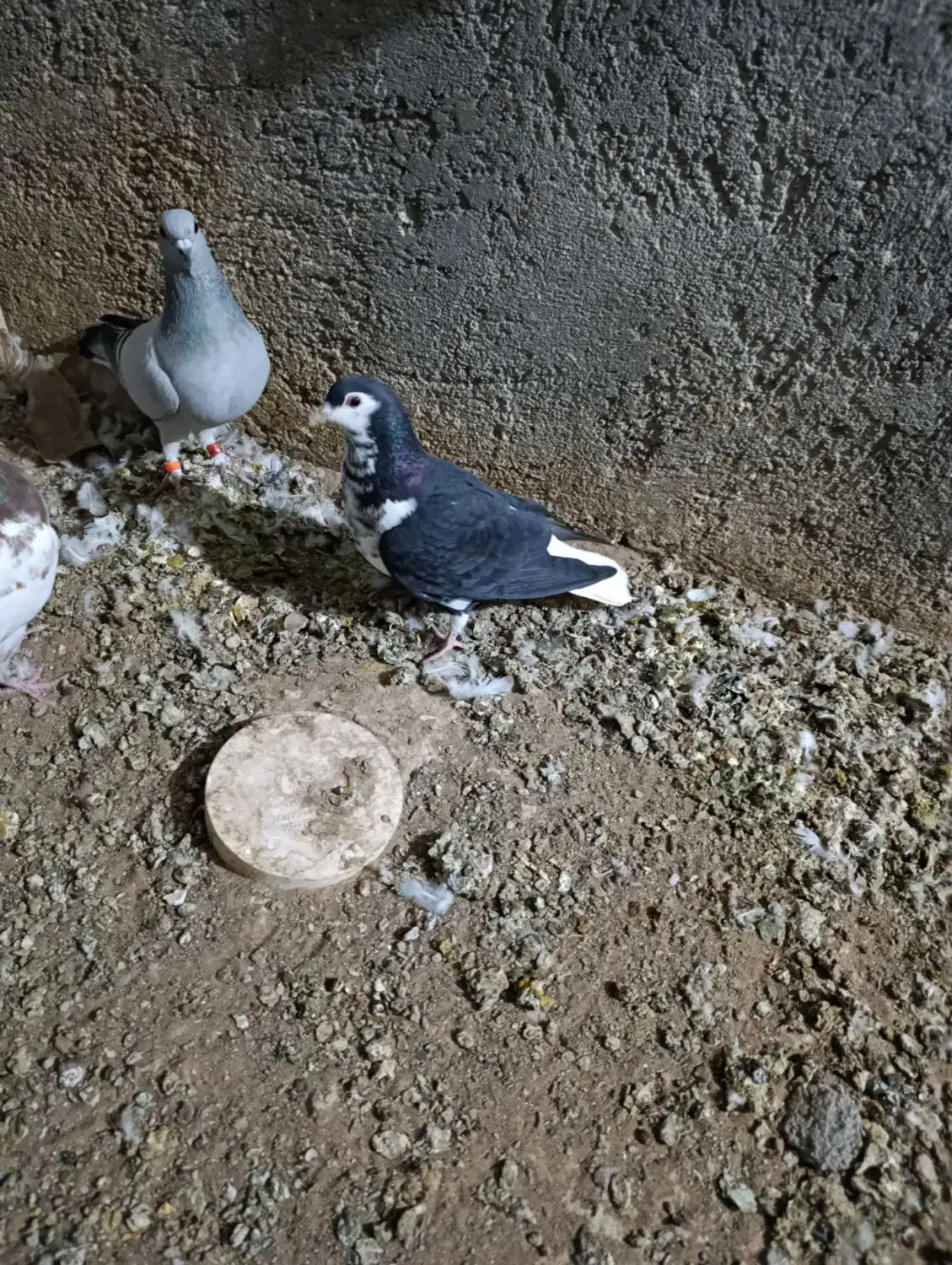 کبوتر|پرنده|تایباد, |دیوار