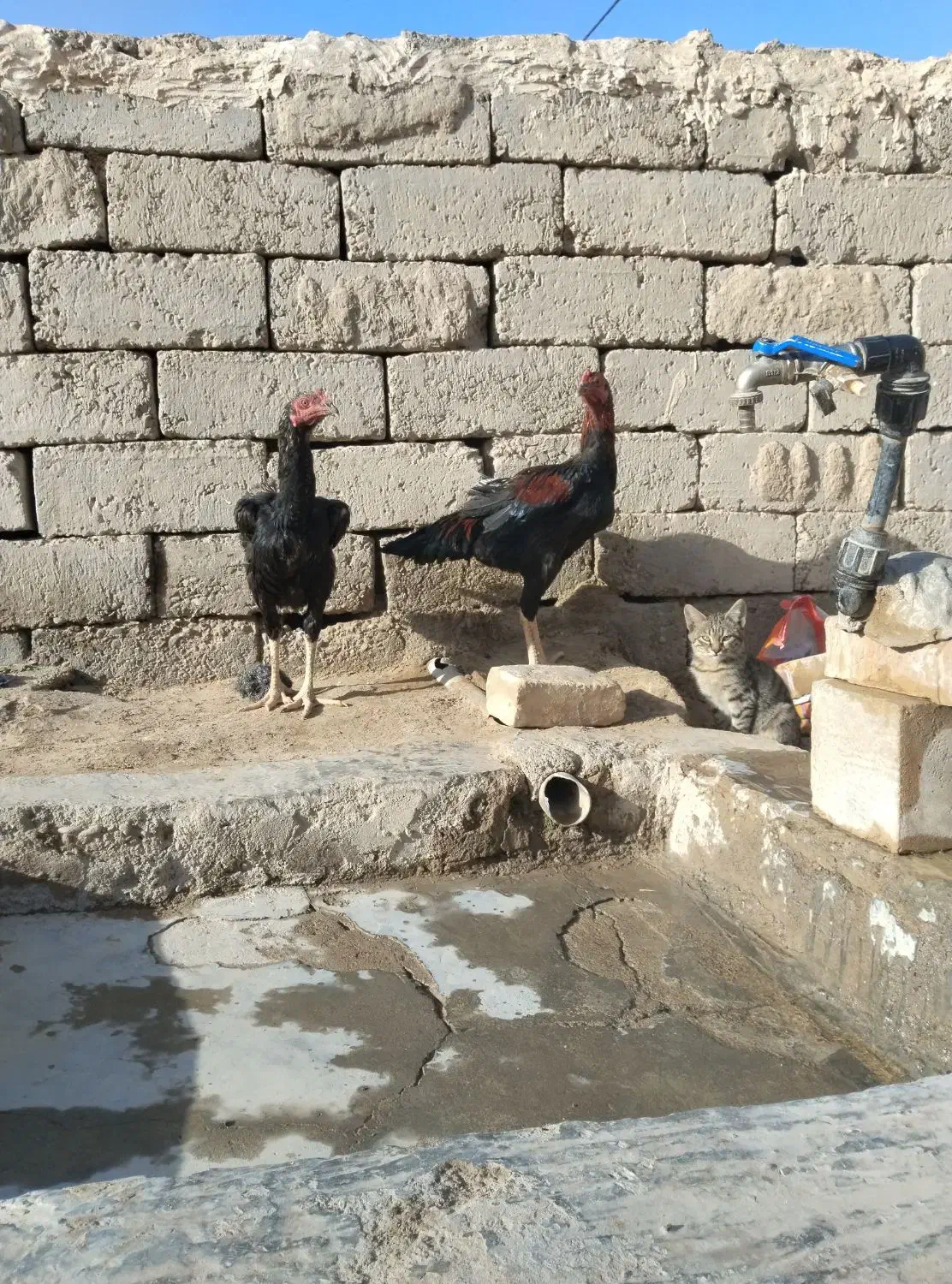 دوتا جوجه خروس لاری|حیوانات مزرعه|جزنیک, |دیوار