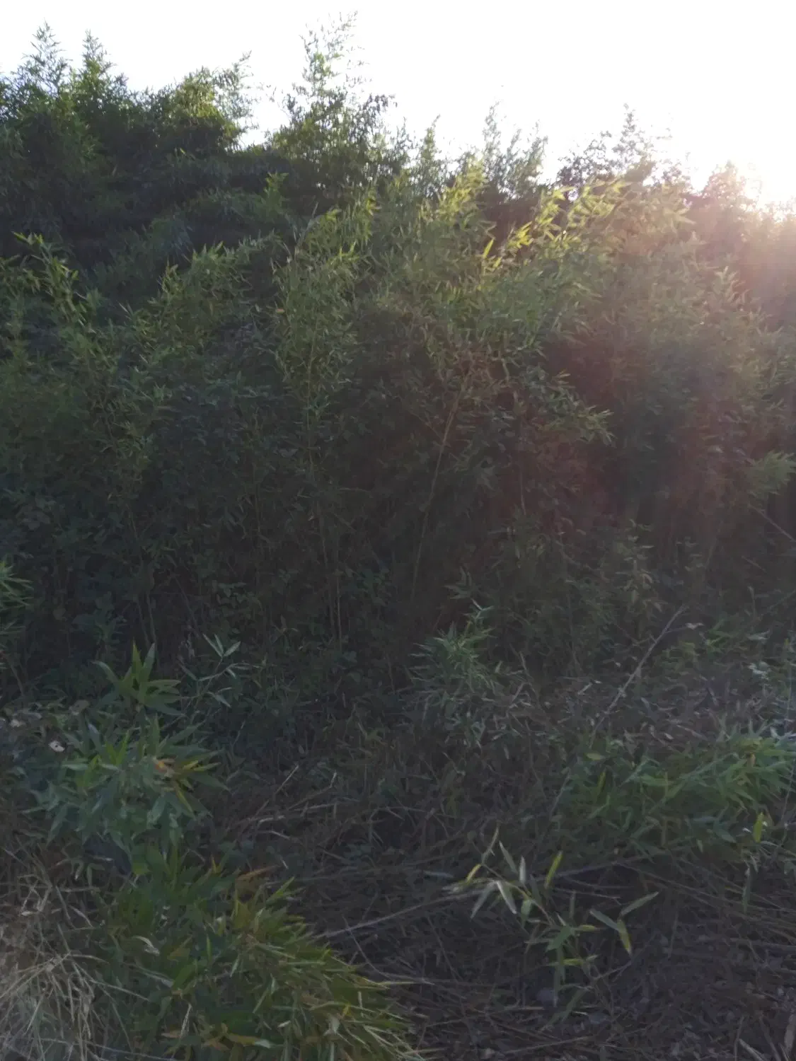 بامبو خیزران نهال با ریشه قالبی|گل مصنوعی|لاهیجان, گلستان|دیوار