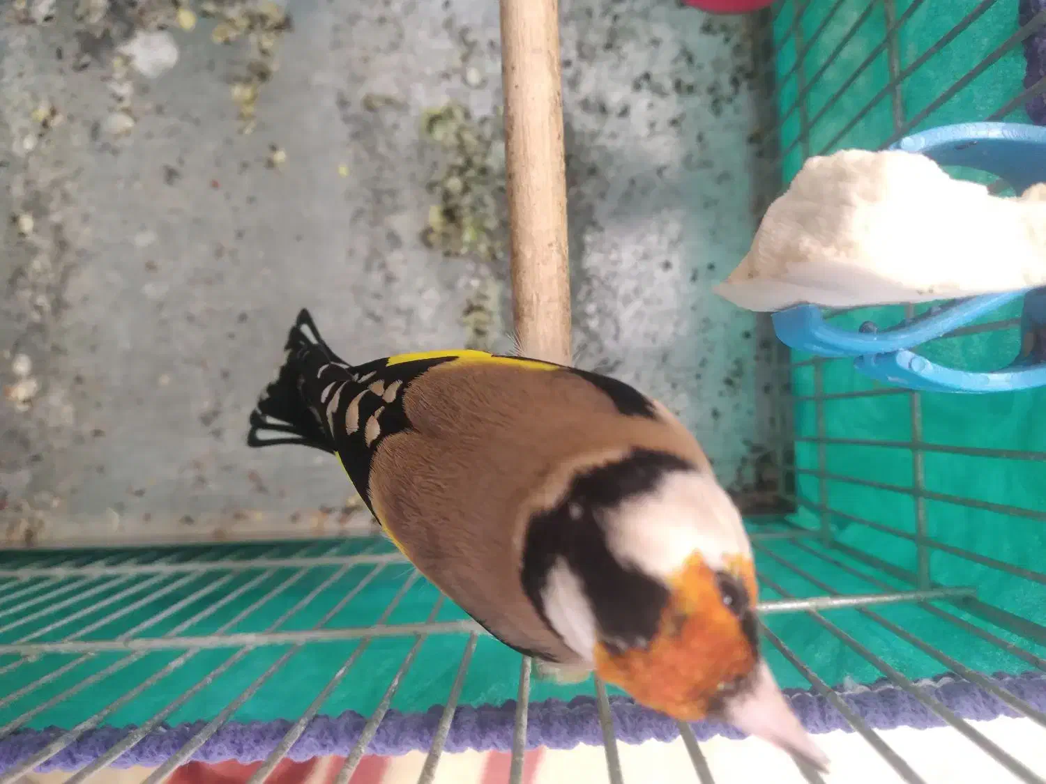 سهره قفسی آنتیک|پرنده|همدان, |دیوار