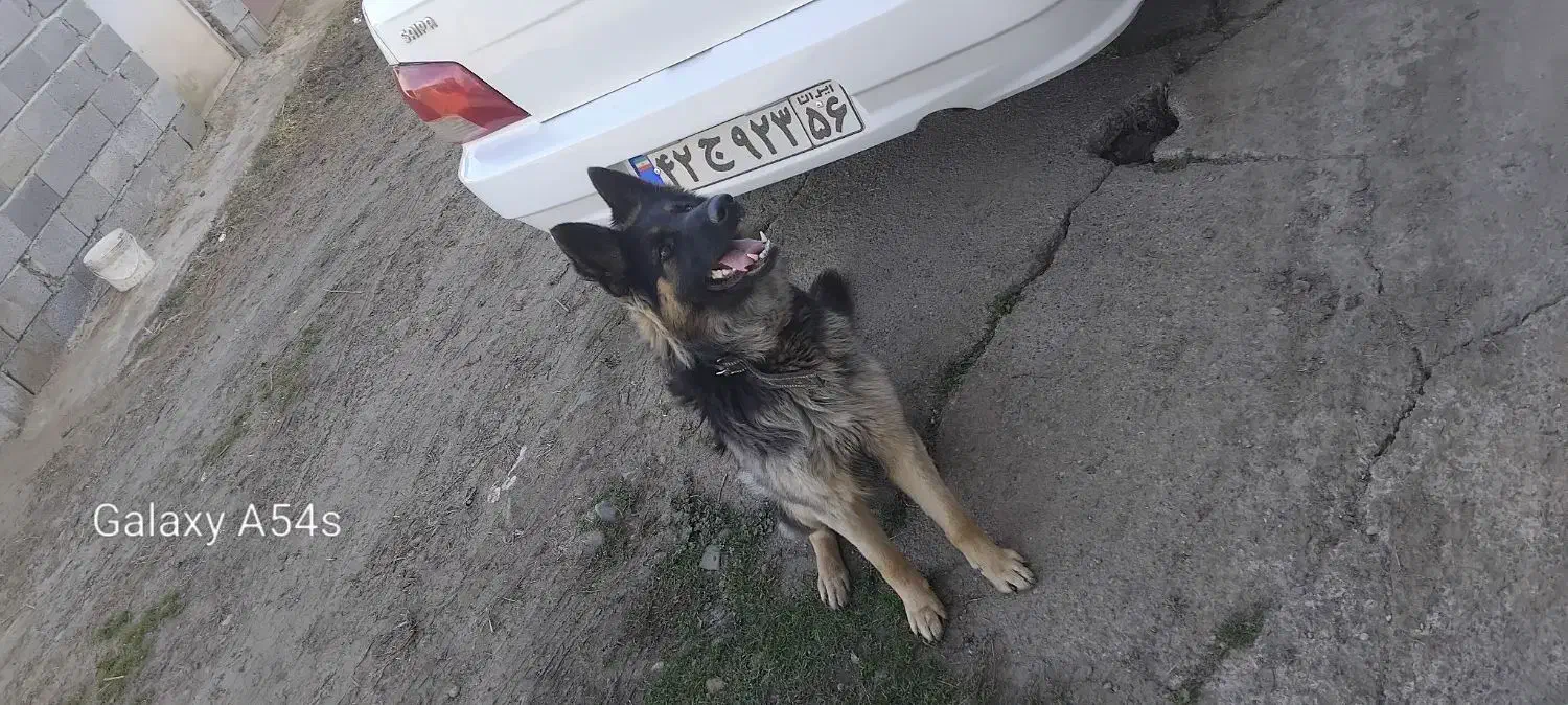 سگ ژرمن شپرد|سگ|رشت, لاکان|دیوار