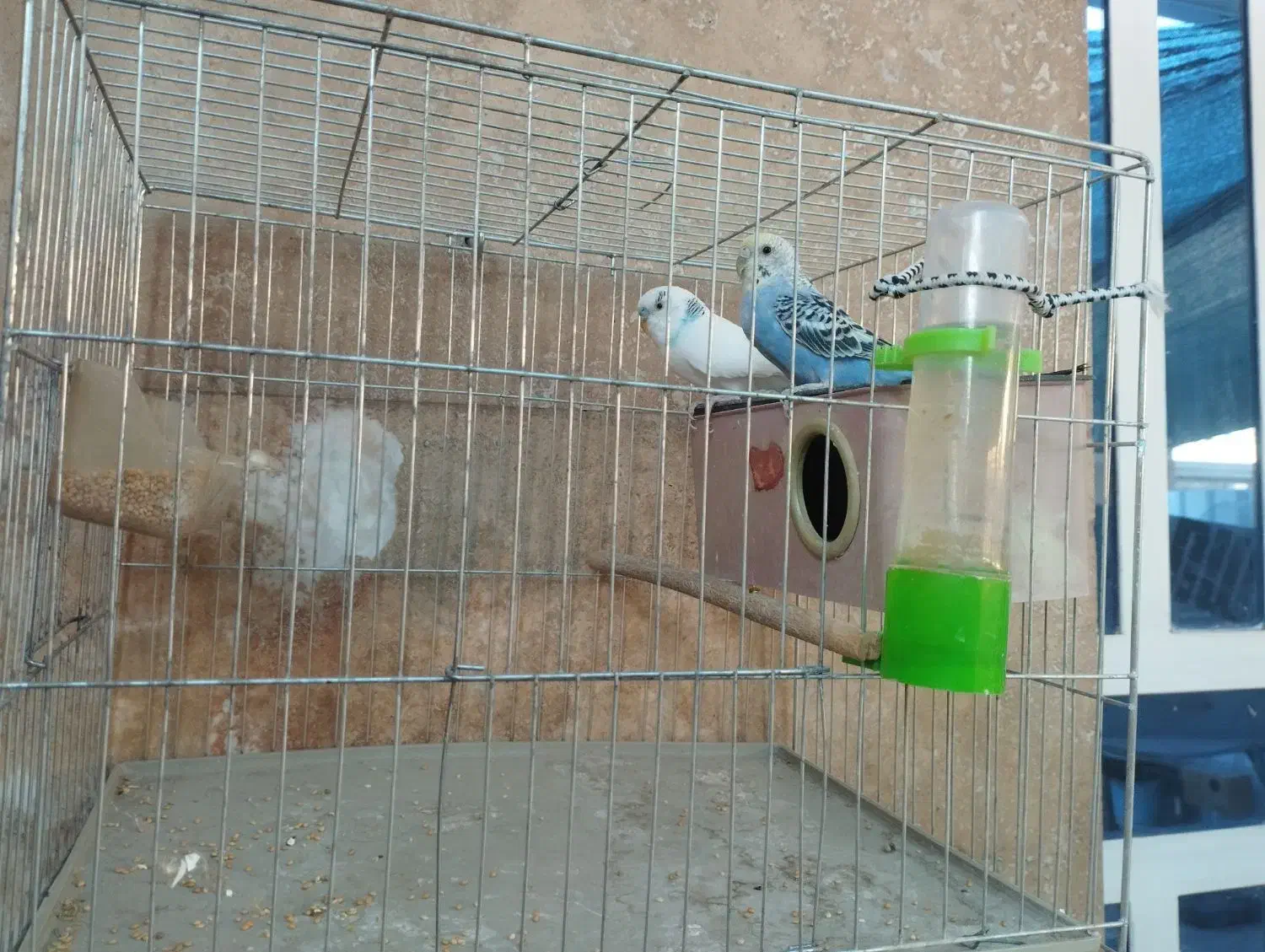 مرق عشق|پرنده|شیراز, کوشک میدان|دیوار