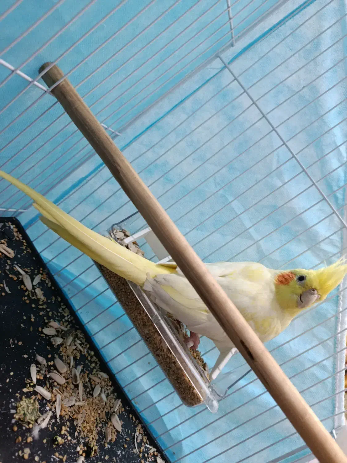 عروس هلندی دستی|پرنده|مشهد, شهید قربانی|دیوار