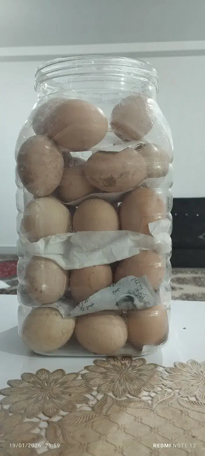 تخم مرغ نطفه دار|حیوانات مزرعه|اردبیل, |دیوار