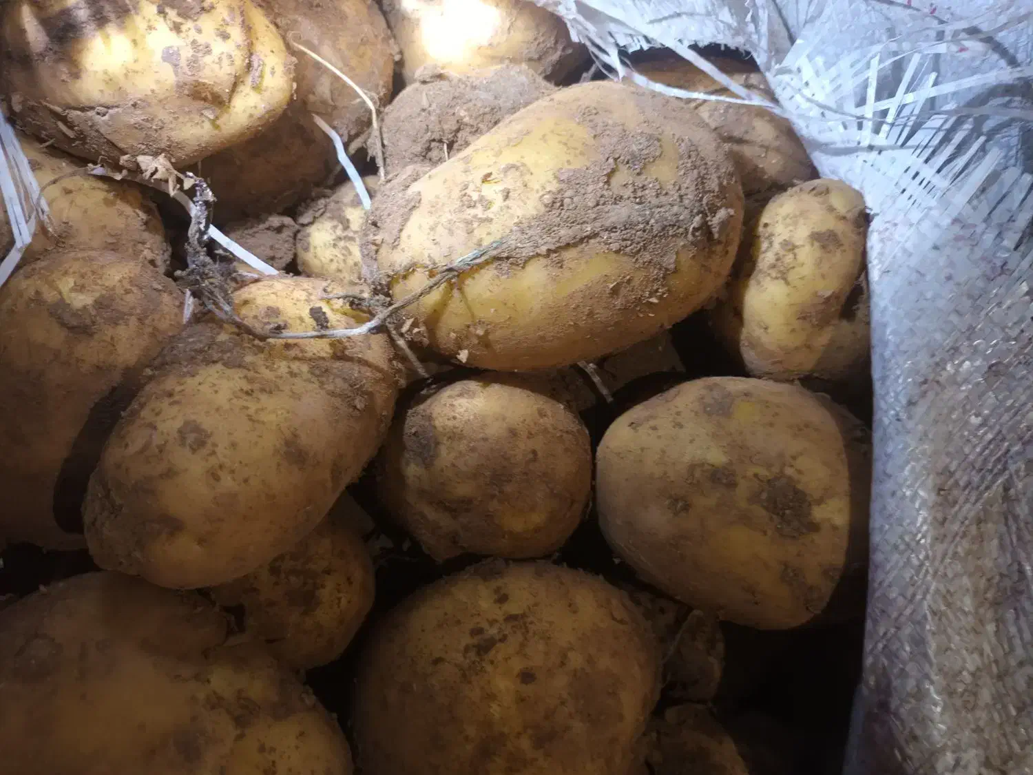 سیب‌زمینی جلی فروشی|خوردنی و آشامیدنی|سجاس رود, |دیوار