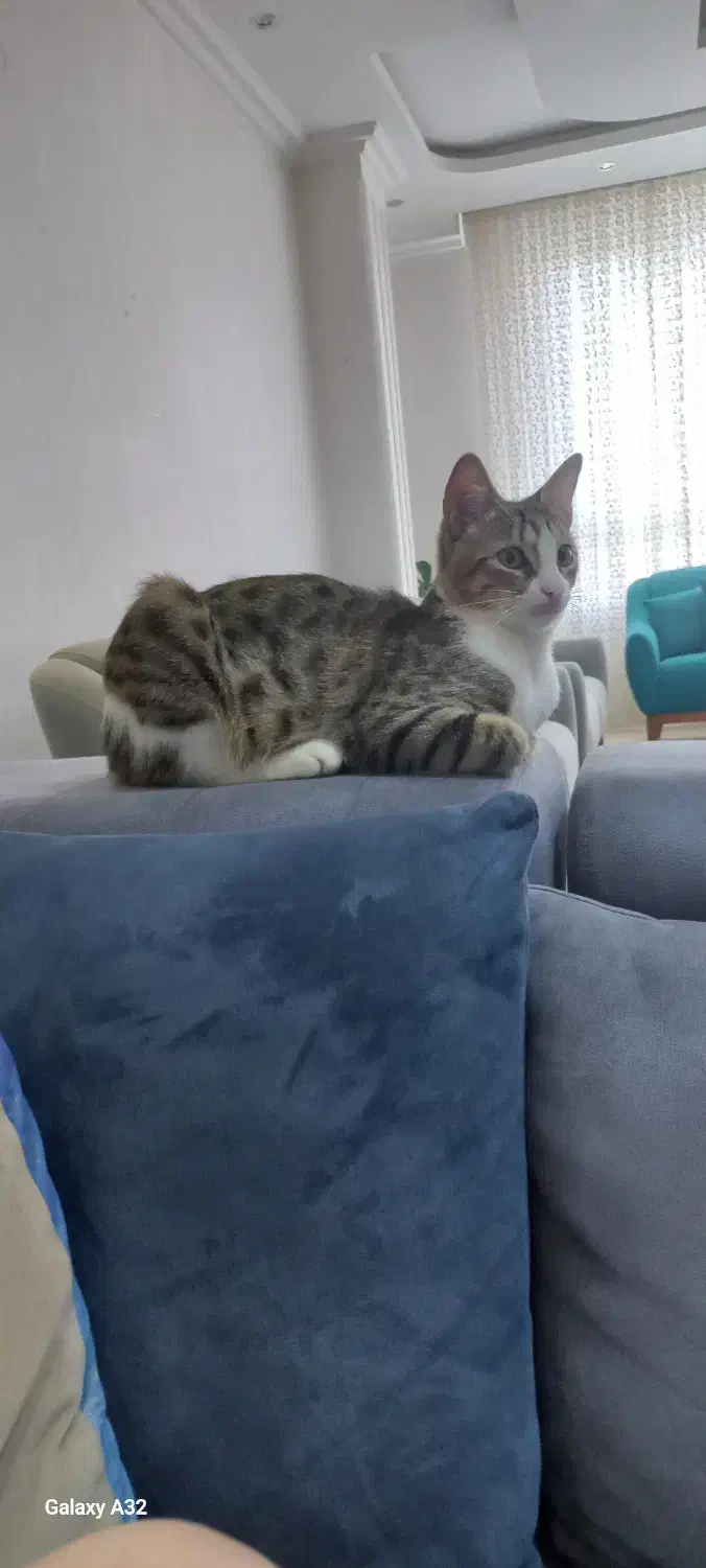 گربه پسر، مهربون و بازیگوش|گربه|رشت, منظریه|دیوار