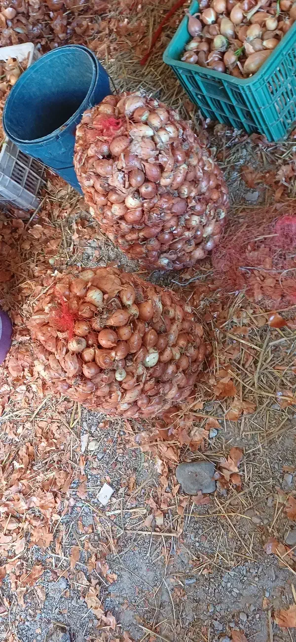 پیاز ترشی|خوردنی و آشامیدنی|اصلاندوز, |دیوار