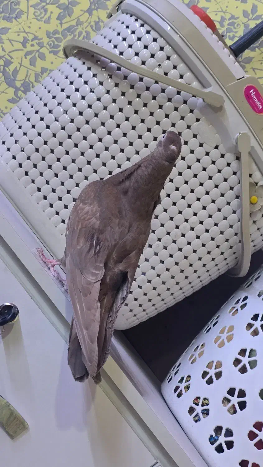 جوجه آبادنی|پرنده|اهواز, پردیس|دیوار