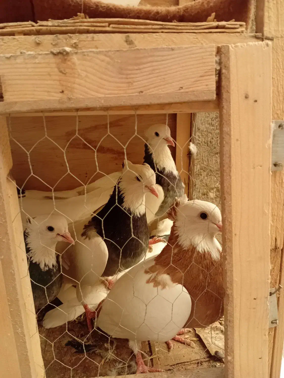 طوقی|پرنده|رباطکریم, رباطکریم|دیوار