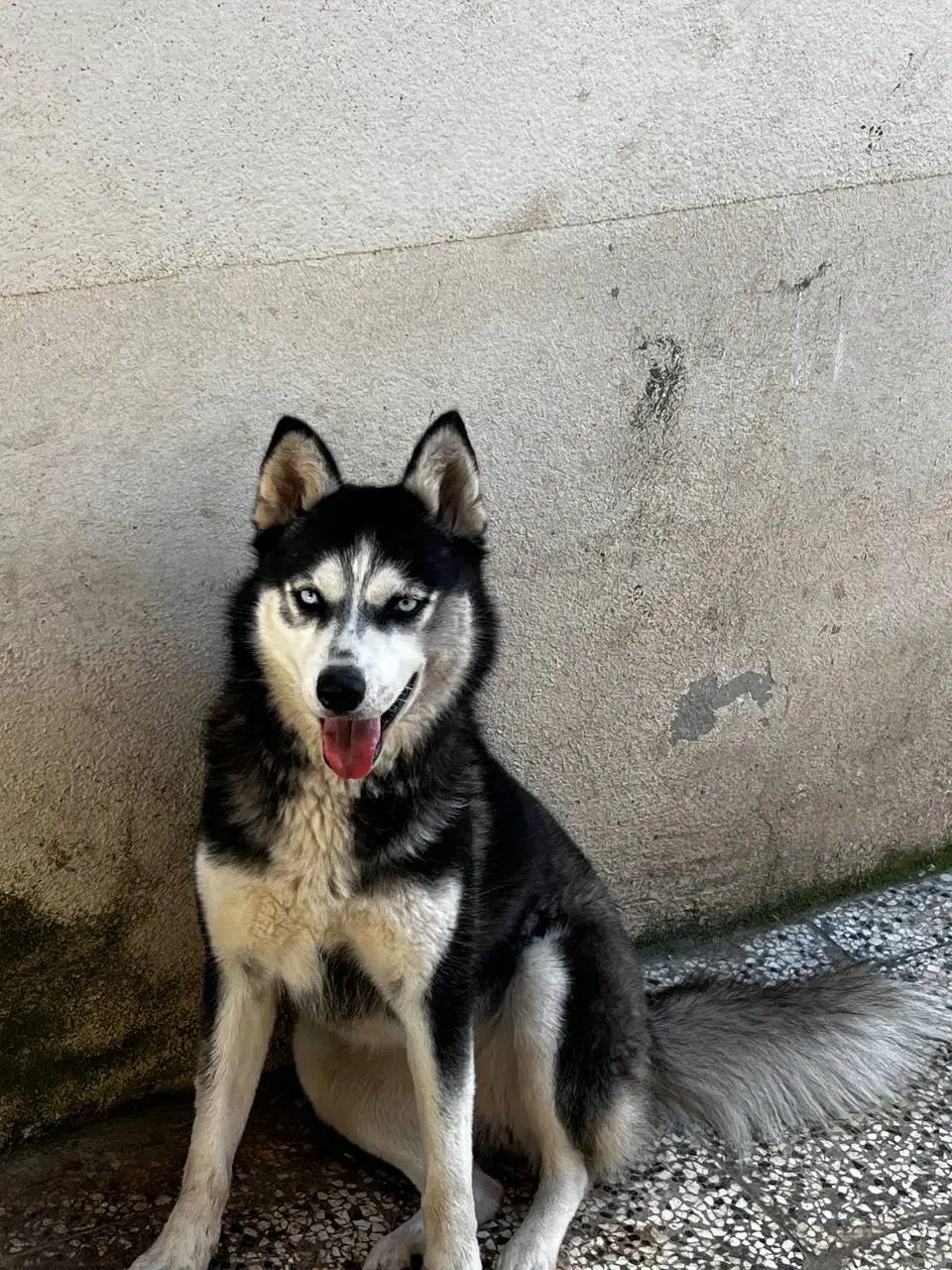 سگ هاسکی|سگ|آزادشهر, |دیوار