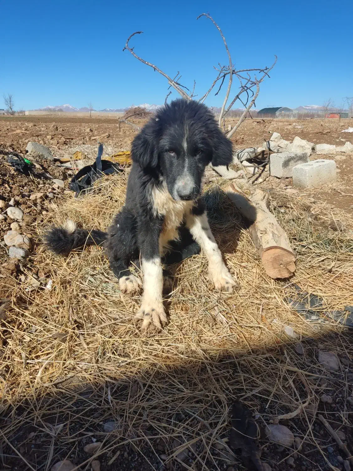 واگذاری توله قهدریجانی|سگ|عسگران, |دیوار