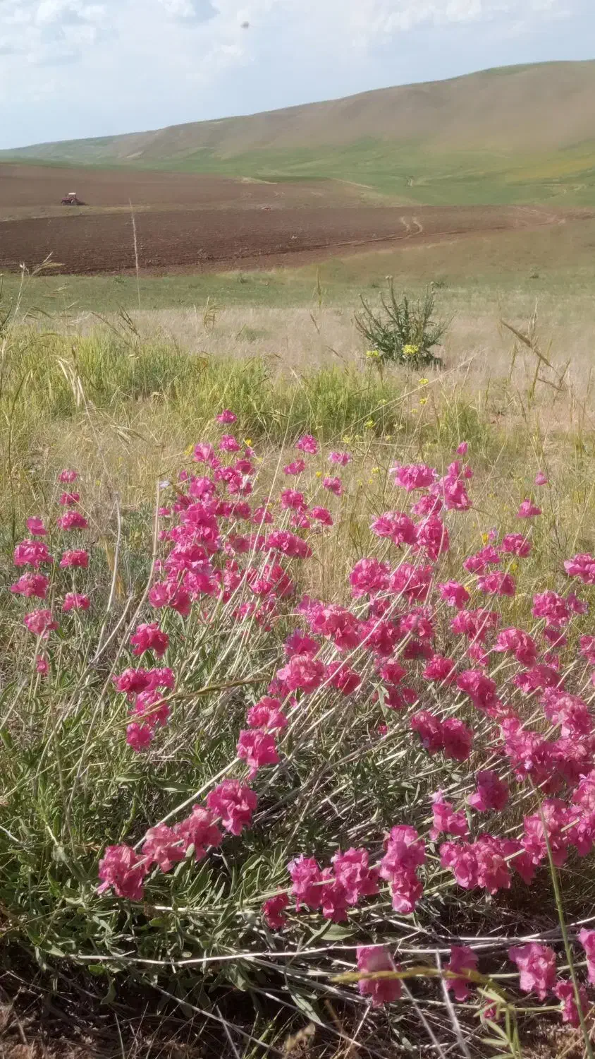 زمین کشاورزی دیم ۱۲ تغار سند دار(۱۲کیسه)|فروش دفتر صنعتی، کشاورزی، تجاری|دیواندره, |دیوار