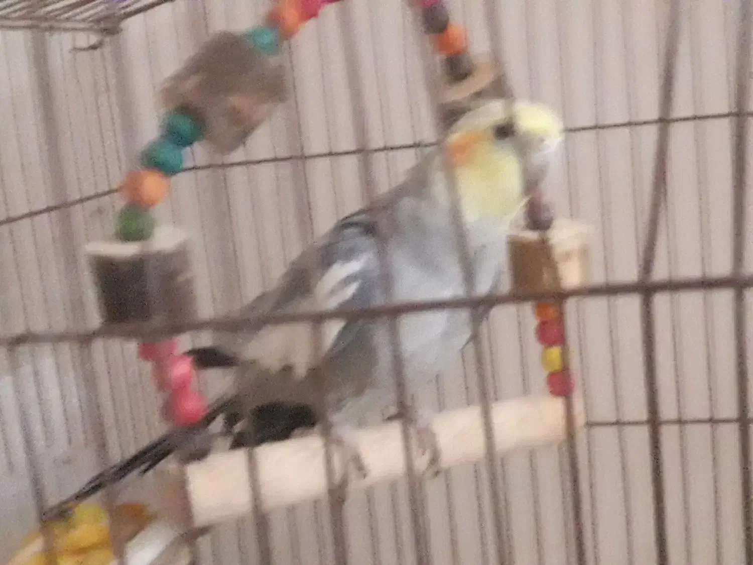 عروس هلندی نر مست آماده جفت گیری|پرنده|دوگنبدان, |دیوار