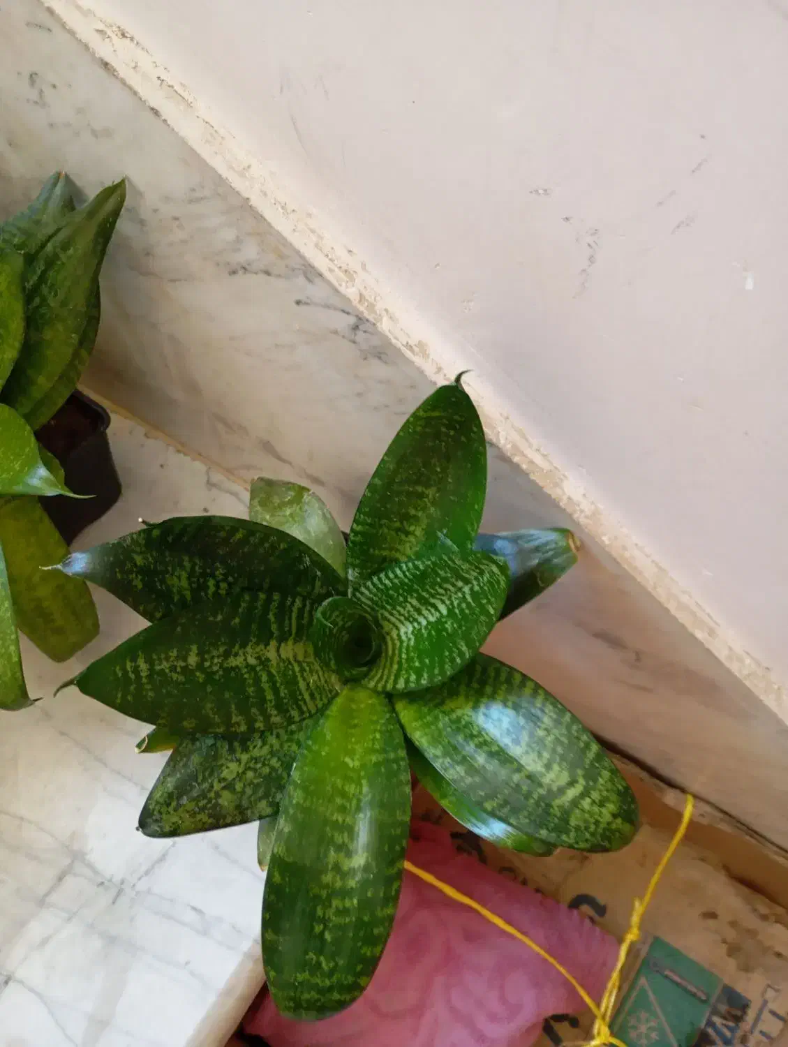 گل سنسوریا پا کوتاه|گل و گیاه طبیعی|صحنه, |دیوار