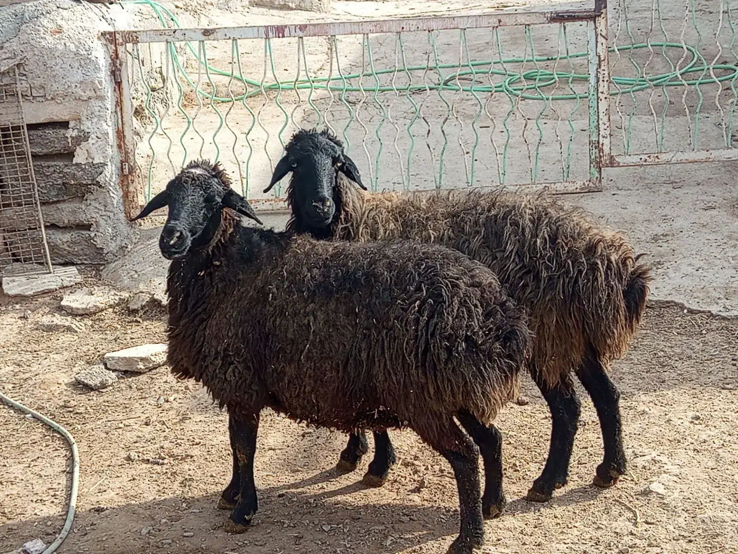 دو عدد میش|حیوانات مزرعه|خنداب, |دیوار