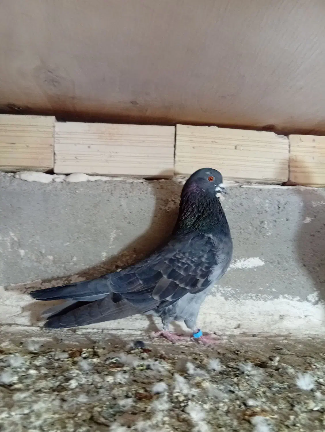 پرنده|پرنده|اردبیل, |دیوار