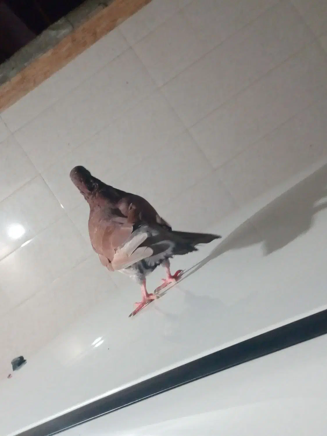 کبوتر سرخ اصیل|پرنده|بندر امام خمینی, |دیوار