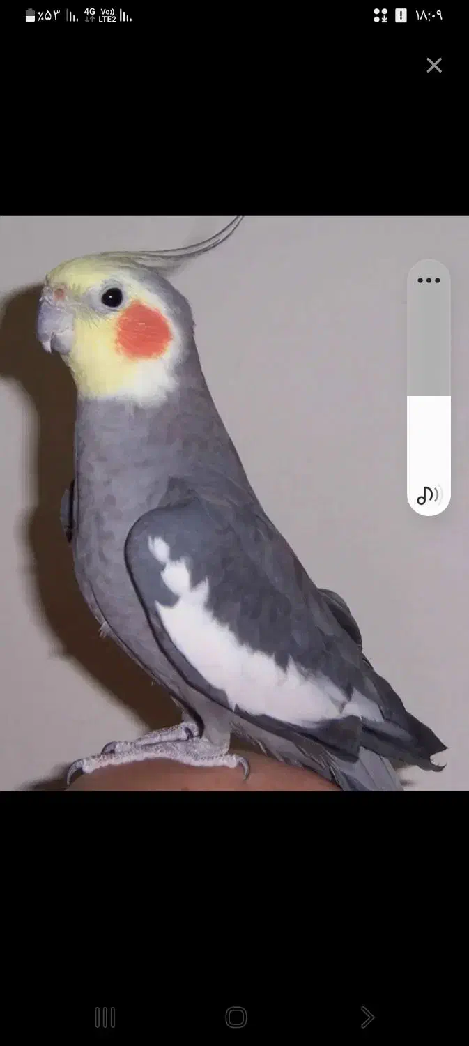 عروس هلندی|پرنده|گتوند, |دیوار