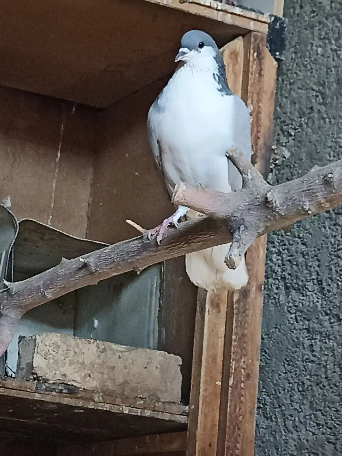 کبوتر بدرنگ نر|پرنده|پیر بکران, |دیوار