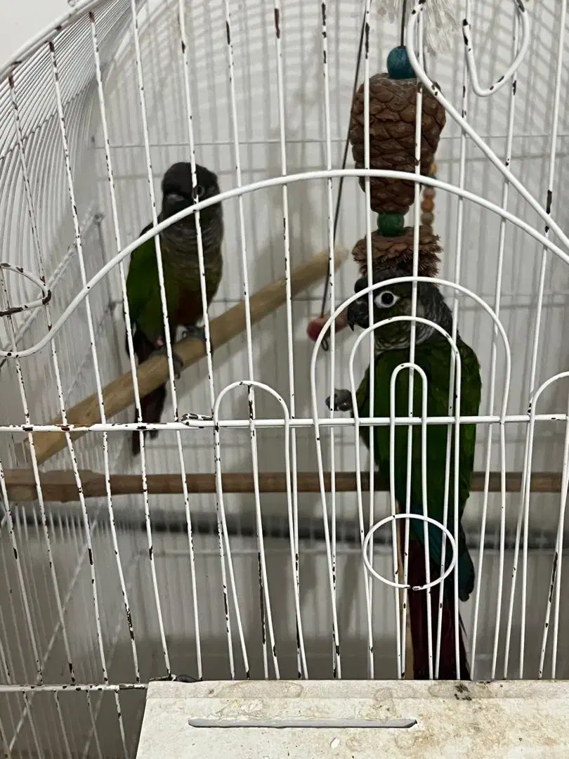 گرینجیک عروس هلندی مرغ عشق|پرنده|ارومیه, |دیوار